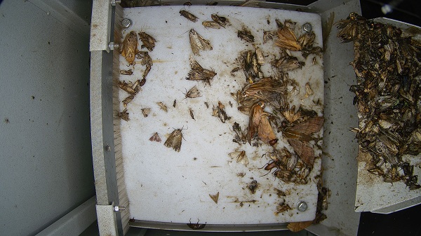 物聯(lián)網(wǎng)蟲情測報(bào)燈圖片2 物聯(lián)網(wǎng)蟲情測報(bào)燈圖片2